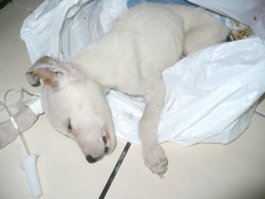 Voluntarii pentru Protecţia Animalelor monitorizează Năvodariul